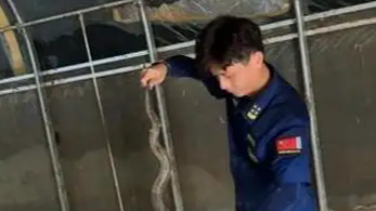 福建男子自发前往广西横州抓捕蛇热搜配图
